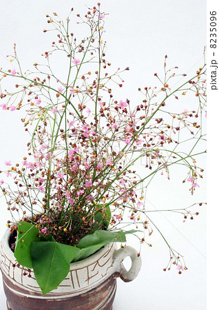 ハゼランの小さくて・かわいい花と赤い実 8235096