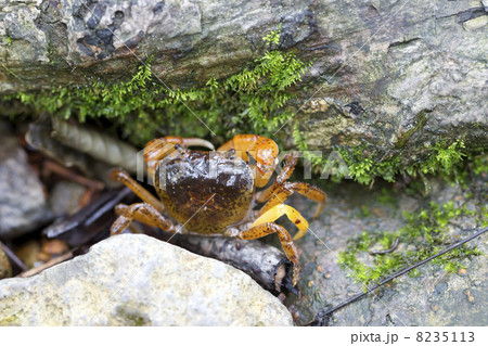 サワガニ サワガニ 8235113