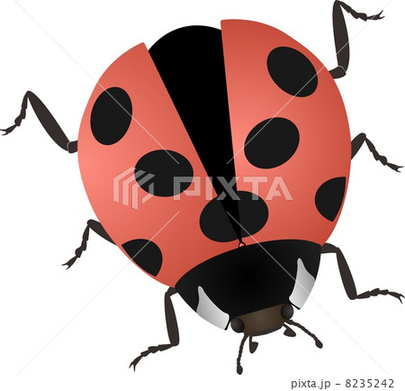 illustration of a ladybug isolated on white 8235242