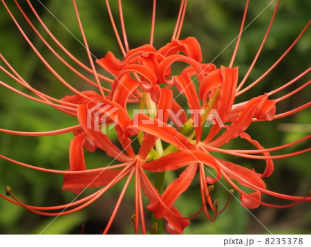 曼珠沙華 曼珠沙華 8235378