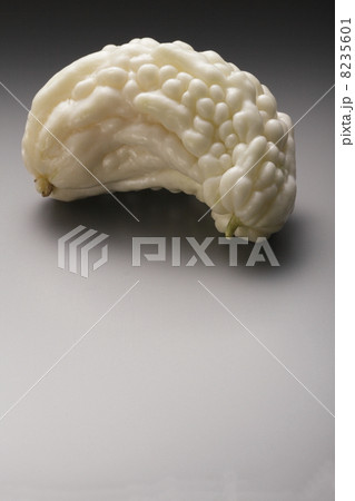 白いゴーヤ 白いゴーヤ 8235601