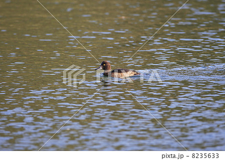 キンクロハジロ キンクロハジロ 8235633