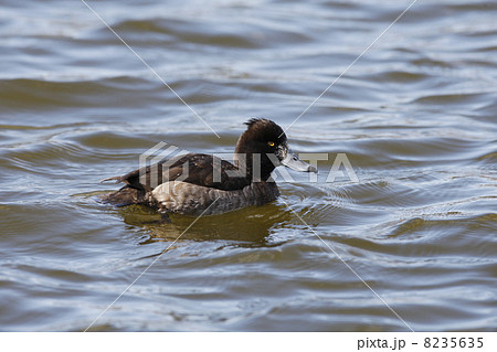 キンクロハジロ キンクロハジロ 8235635