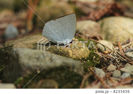 吸水するウラギンシジミ♂ 8235656