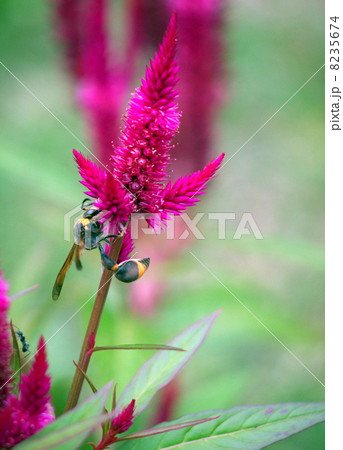 スズバチ 8235674