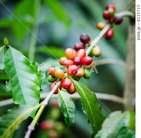 Coffee beans on the branch. Robusta Coffee 8235715