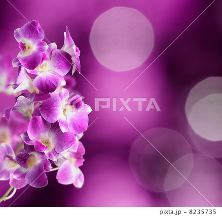 Purple and white orchid flowers on purple background Purple and white orchid flowers on purple background 8235735