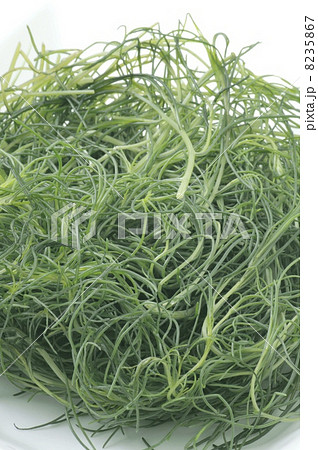 おかひじき 8235867