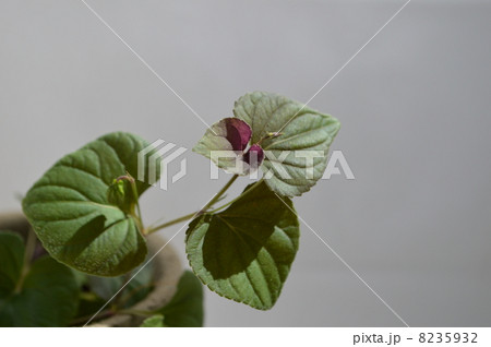 ニオイスミレ 8235932