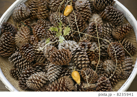 松ぼっくり 8235941