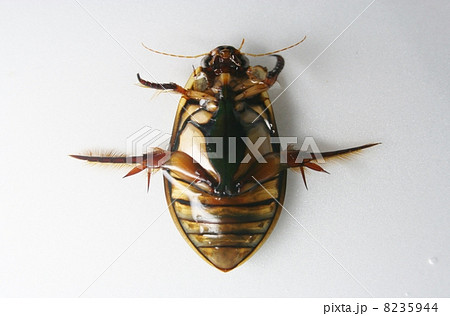 ゲンゴロウ腹部 ゲンゴロウ腹部 8235944