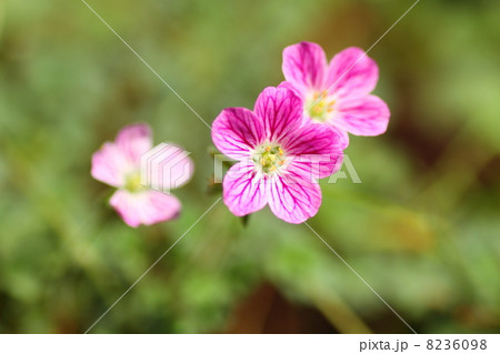 ヒメフウロの花 8236098