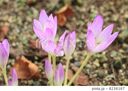 コルチカムの花 8236167