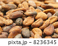 カカオ豆 8236345