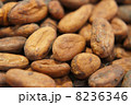 カカオ豆 8236346