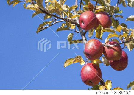 リンゴ狩りに行った。 8236454