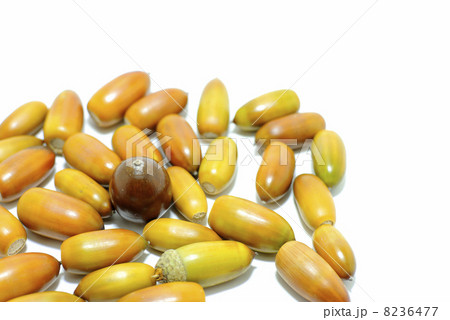 たくさんのどんぐり 俯瞰左寄りアップ 8236477