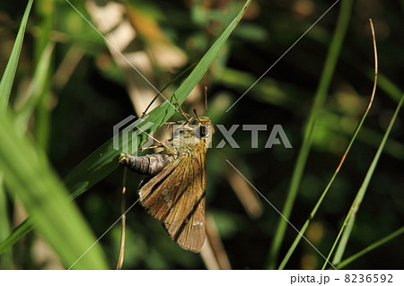 産卵するイチモンジセセリ 8236592