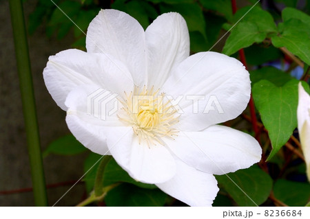 純白のクレマチスの花 8236684