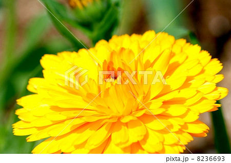 金盞花の花 金盞花の花 8236693