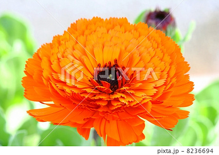 キンセンカの花 8236694