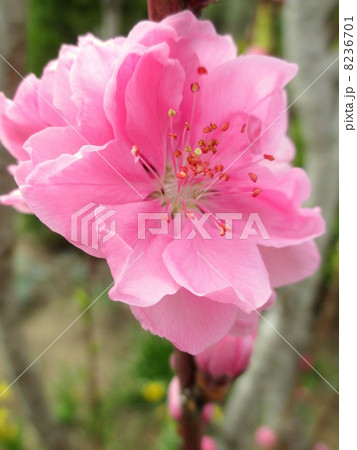 照手桃　テルテモモ　ハナモモ　 8236701