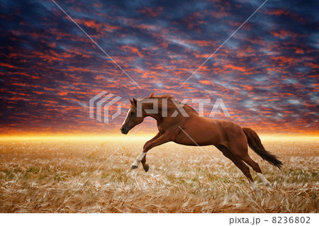 Running horse 8236802