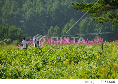 峰の原高原のヤナギランと少年たち 8236866