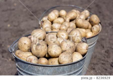 Two buckets with potatoes 8236929