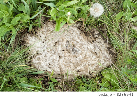 Cow manure on pasture 8236941
