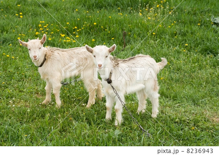 Two white goatlings 8236943