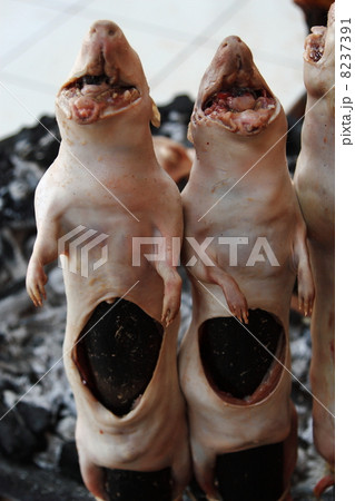 世界の食材 クイ クエンカ エクアドルの写真素材
