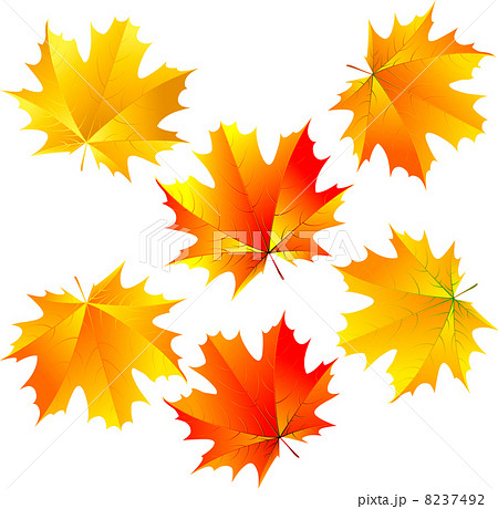 vector maple leaves vector maple leaves 8237492