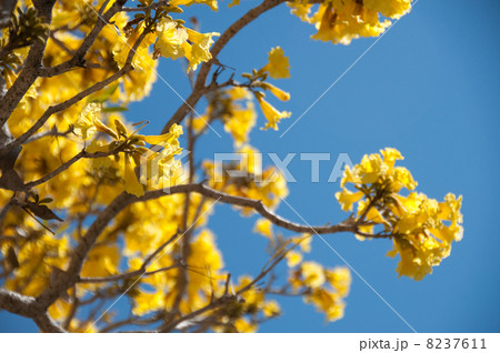 タベブイアの花2 タベブイアの花2 8237611