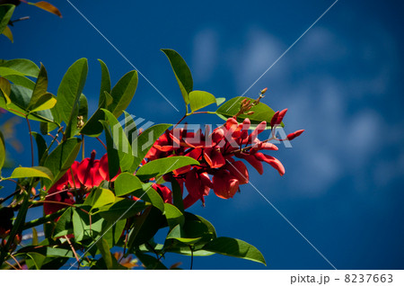 アメリカデイゴ 8237663