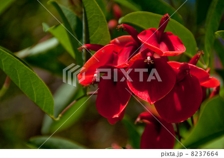 アメリカデイゴ　クローズアップ　 8237664