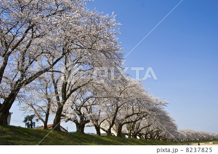 足羽川桜並木 足羽川桜並木 8237825