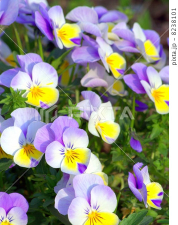 カラフルなビオラ カラフルなビオラ 8238101