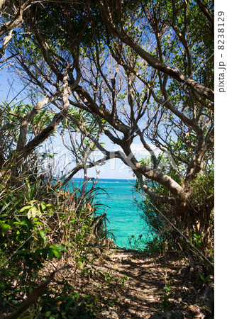 沖縄の海　海へ続く道 8238129