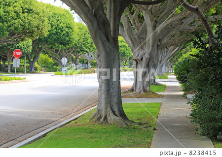 ロサンゼルス、ビバリーヒルズの高級住宅街 ロサンゼルス、ビバリーヒルズの高級住宅街 8238415