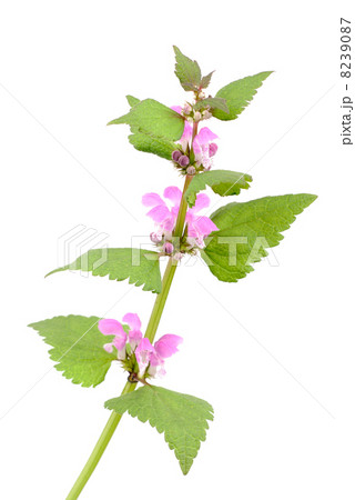Pink dead-nettle (Lamium orvala), on white background. Pink dead-nettle (Lamium orvala), on white background. 8239087