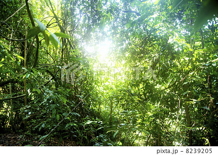 ジャングル バックグラウンドイメージ ジャングル バックグラウンドイメージ 8239205