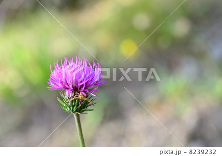 小さな蜘蛛 8239232