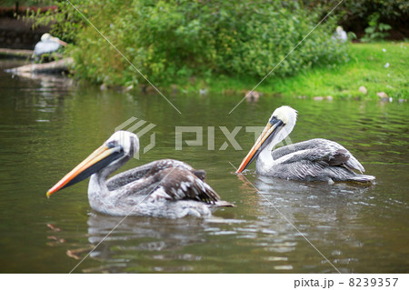 Chile pelicans in natural environment 8239357