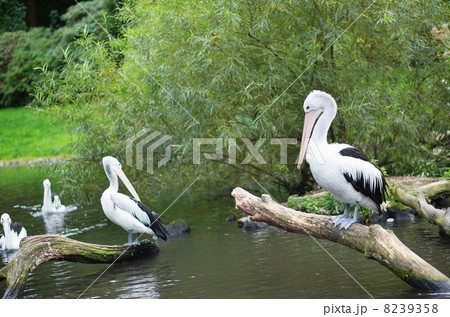 Chile pelicans in natural environment 8239358