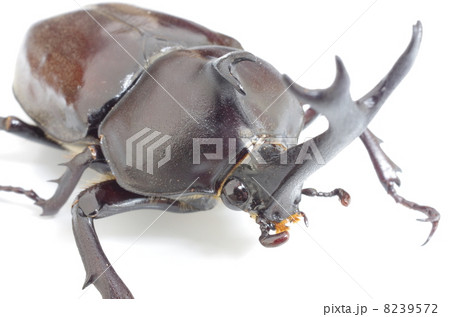 カブトムシ 8239572