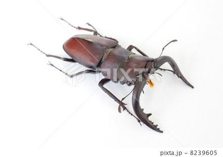 ノコギリクワガタ 8239605