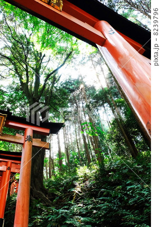 鳥居 鳥居 8239796