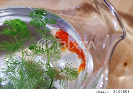 金魚 8239803