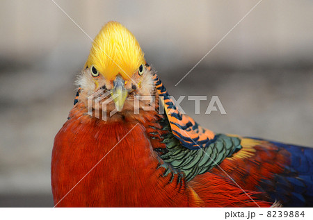 キンケイ 8239884